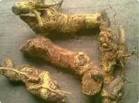 Dried Herbs Salacia Oblonga (ponkoranti)