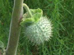 Datura Stramonium Dry (Jimson Weed Datura)