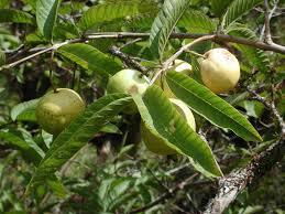Guava Leaves
