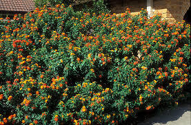 Lantana Camara Dry