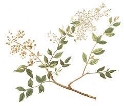 Dried Herbs Lawsonia Inermis Linn