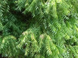 Neem Leaves (Dry/Powder) Azadirachta Indica