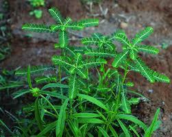 Phyllanthus Amarus (Keela Nalli) Dry