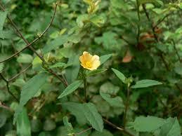 Sida Acuta