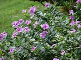 Vinca Rosea Dry (Nithya Kalyani)