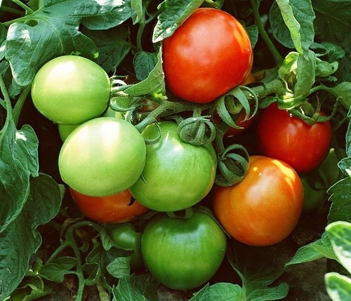 Fresh Tomato