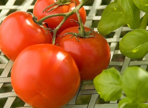 Export Quality Fresh Tomato