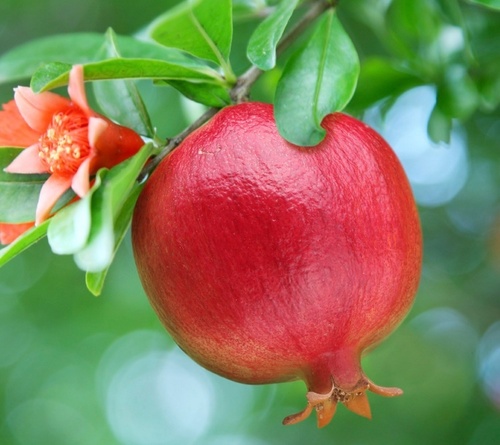 Fresh Pomegranate