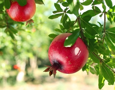 Fresh Pomegranate Fruit