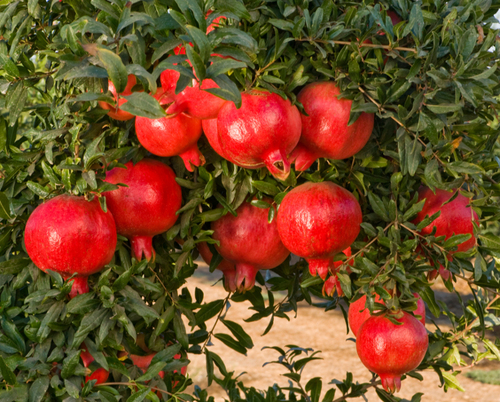 Export Quality Fresh Pomegranate