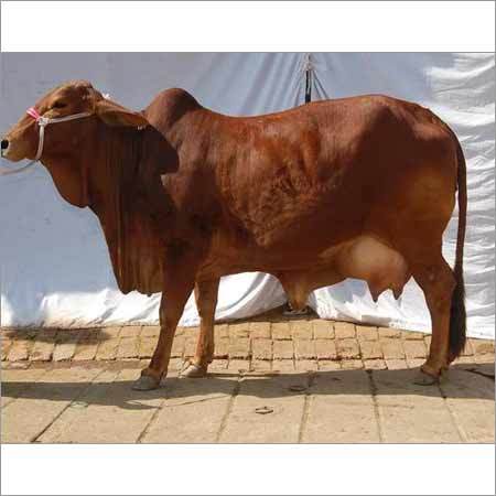 Original Sahiwal Cow