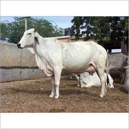 White Tharparkar Cow