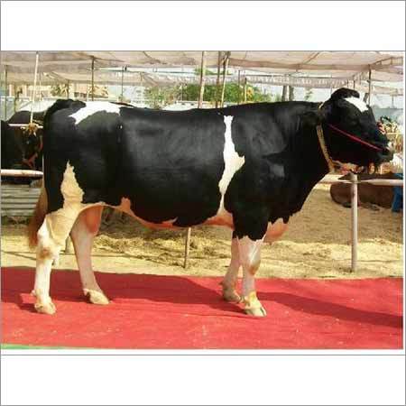 Indian HF Bull