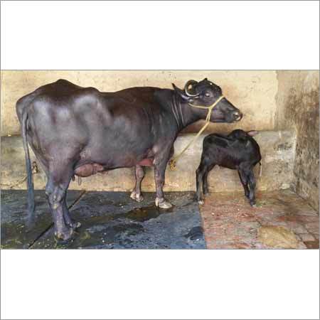 Indian Murrah Buffalo