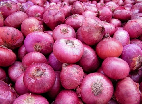 Export Quality Onion
