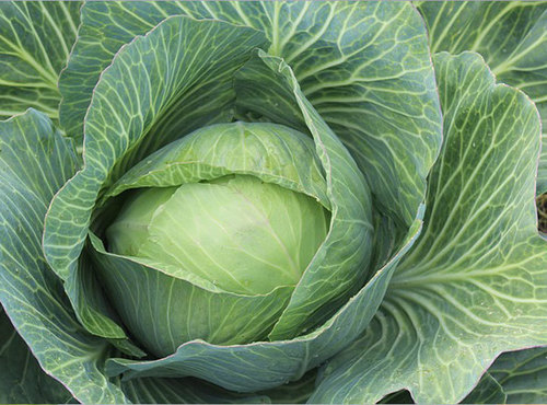 Fresh Cabbage Vegetable