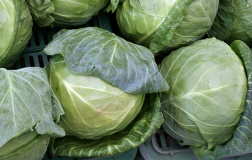 Natural Cabbage Vegetable