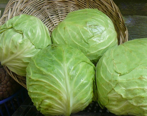 Export Quality Cabbage