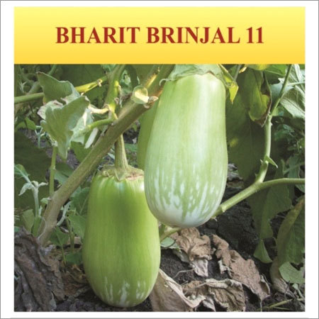 Bharit Brinjal Seeds