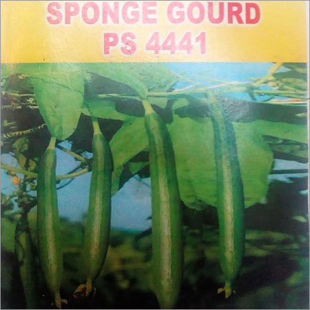 Sponge Gourd Seeds