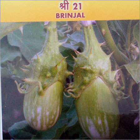 OP Brinjal Seeds