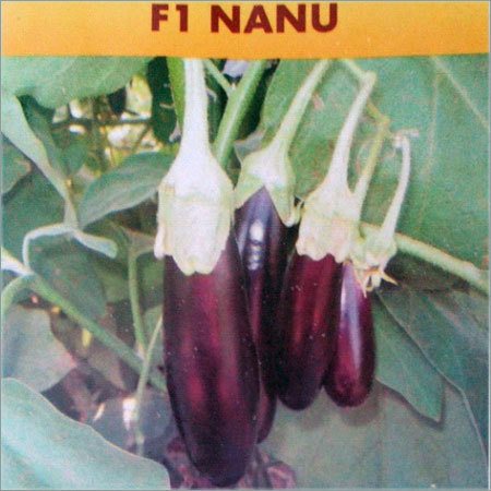 Hybrid Brinjal Seeds