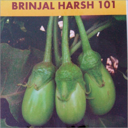Brinjal Harsh 101 Weight: 10 Grams (G)