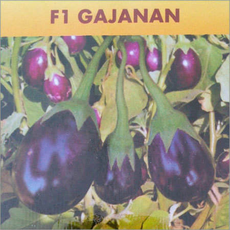 Indian Brinjal Seeds
