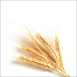 Wheat Fibers