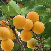 Apricot Oil