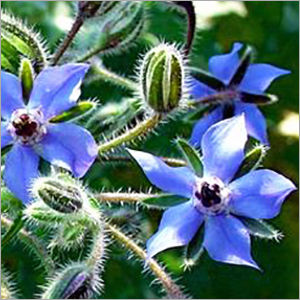 Borage Carrier Oil