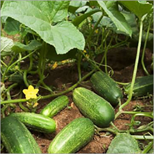 Cucumber Oil By SHIV SALES CORPORATION