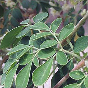 Moringa Oil