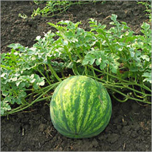 Water Melon Oil By SHIV SALES CORPORATION