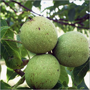 Walnut Oil - Raw Material: Peel