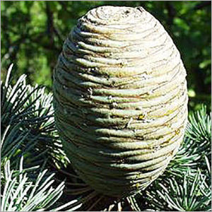 Atlas Cedar - Product Type: Pure Essential Oils