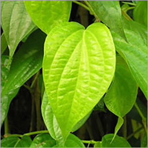 Betel Leaf Oil By SHIV SALES CORPORATION