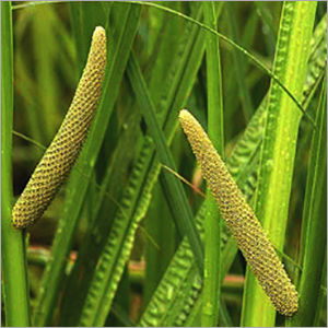 Calamus Oil - Feature: Fragrance Compound