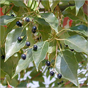 Camphor Oil