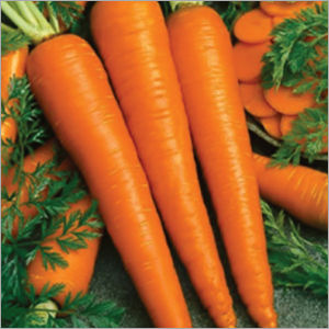 Carrot seed oil