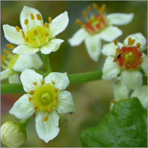 Frankincense Oil