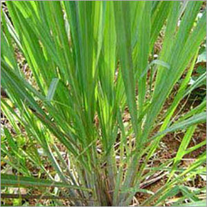 Ginger Grass Oil - Feature: Fragrance Compound