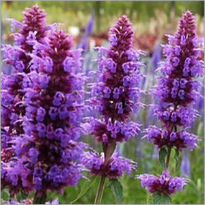 Hyssop Oil - Feature: Fragrance Compound