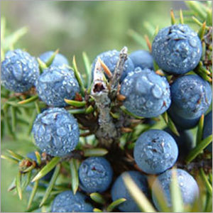 Juniper Berry Oil