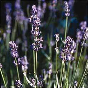 Lavender Oil - Feature: Fragrance Compound