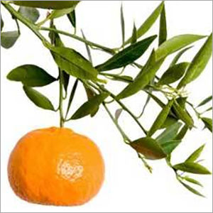 Mandarin Oil