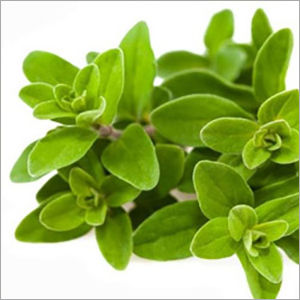 Marjoram Oil