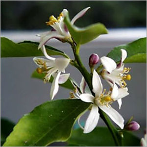 Neroli Oil