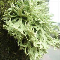 Oak Moss Oil