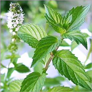 Peppermint Oil By SHIV SALES CORPORATION